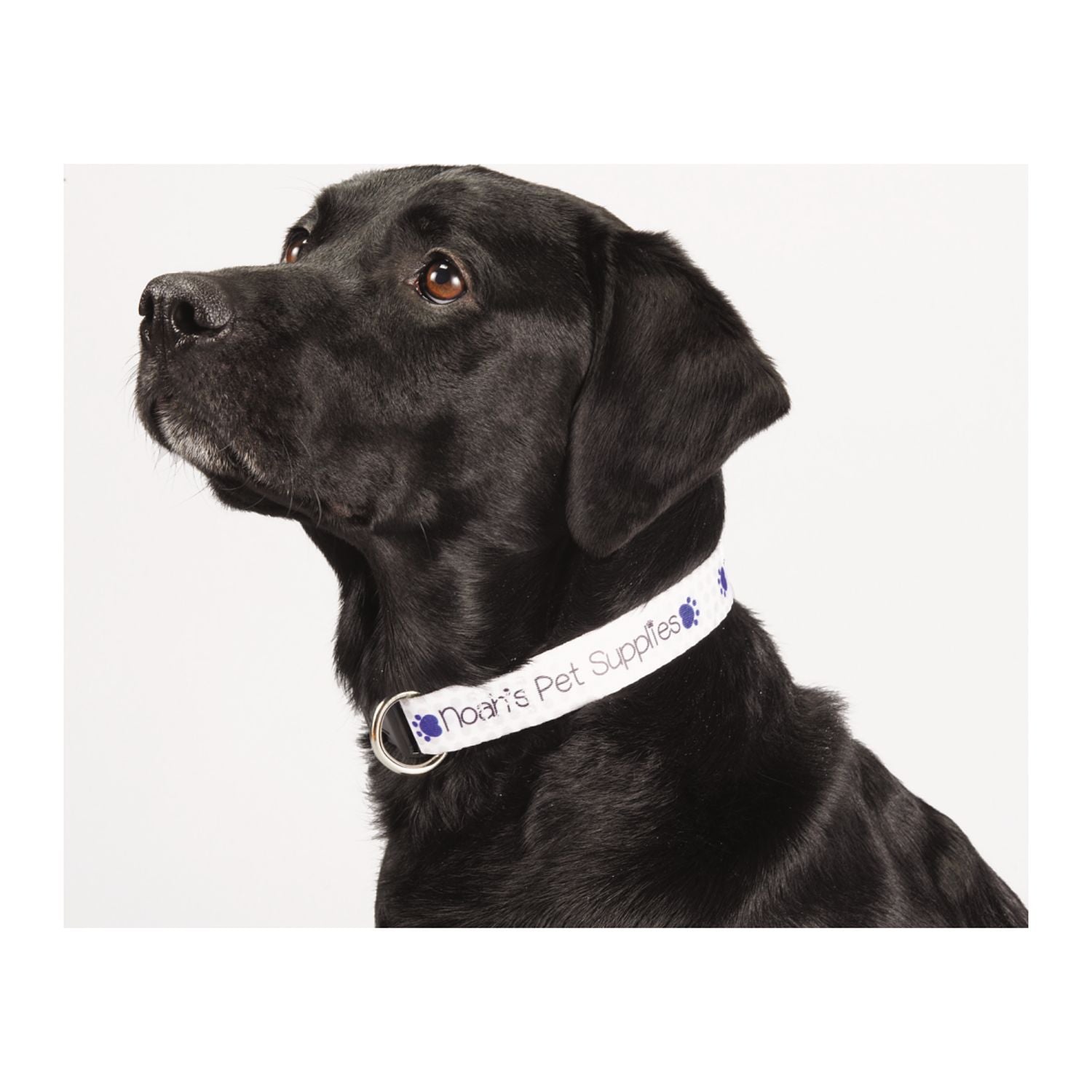 Full Color 1" Wide Adjustable Pet Collar