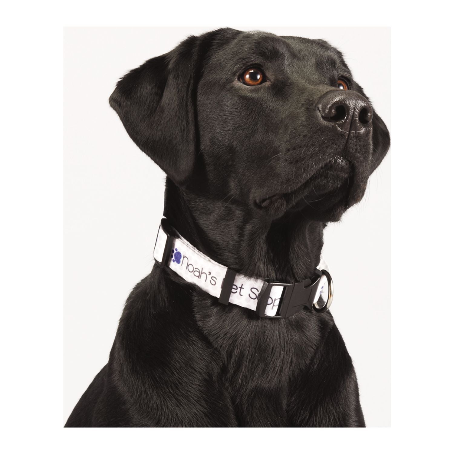 Full Color 1" Wide Adjustable Pet Collar