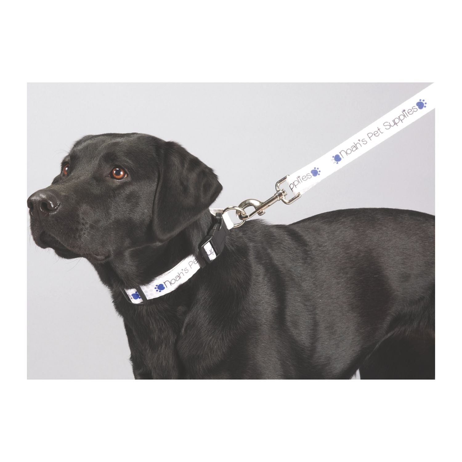 Full Color 1" Wide Premium Pet Leash