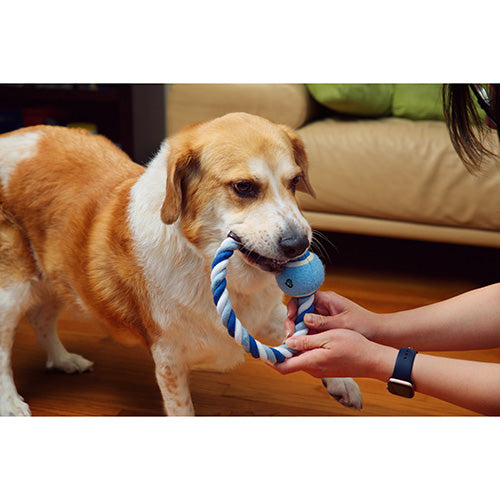 Circlet Rope Ring & Ball Pet Toy
