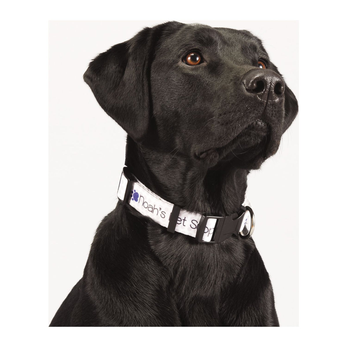 Full Color 1&quot; Wide Adjustable Pet Collar