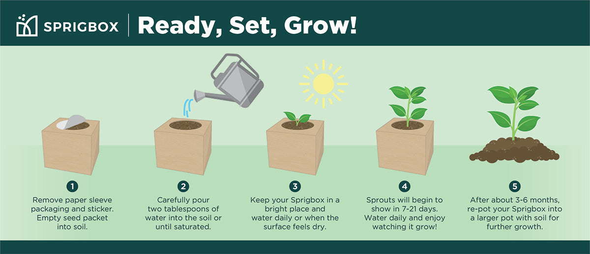 Sprigbox Basil Grow Kit